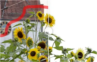 Maskierung von Pflanzen